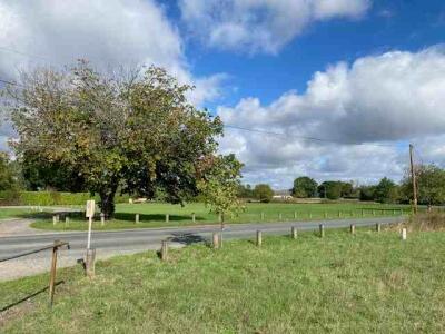 country lane with oak tree